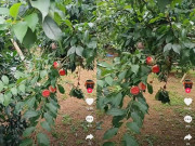 Xem ăn chơi - Khách vào vườn mận cắn mỗi quả một miếng còn nguyên trên cành, chủ vườn đăng đàn bức xúc