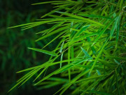 Sức khỏe - Lá tre có tác dụng gì?