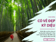 Xem ăn chơi - Chiêm ngưỡng vẻ đẹp 5 khu rừng nổi tiếng với quang cảnh kỳ diệu