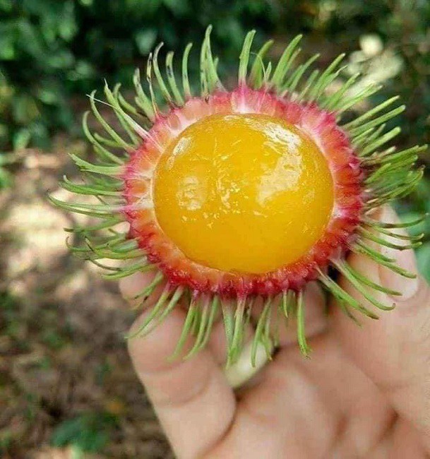 Bất ngờ xuất hiện loại chôm chôm amp;#34;lạamp;#34;, chị em tò mò amp;#34;tới tấpamp;#34; đặt mua - 1