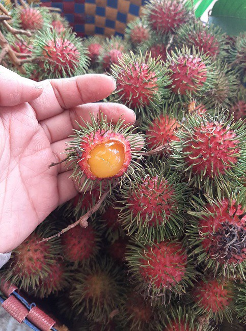 Bất ngờ xuất hiện loại chôm chôm amp;#34;lạamp;#34;, chị em tò mò amp;#34;tới tấpamp;#34; đặt mua - 2