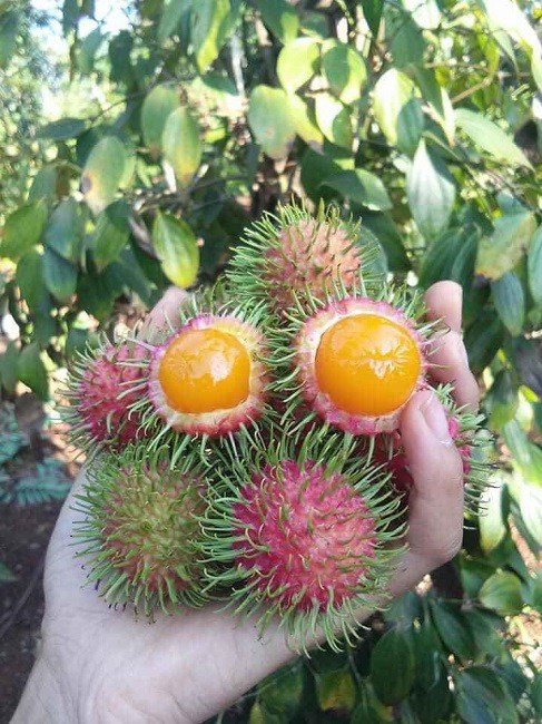 Bất ngờ xuất hiện loại chôm chôm amp;#34;lạamp;#34;, chị em tò mò amp;#34;tới tấpamp;#34; đặt mua - 3