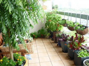 Nhà đẹp - Sử dụng 3 loại thuốc này, thân rễ cây sẽ trở nên mạnh mẽ và nở hoa mọi mùa