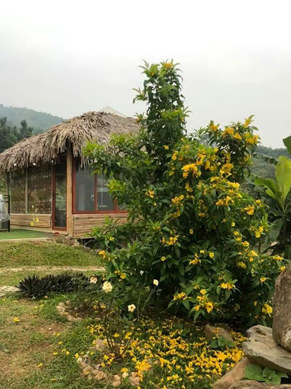 Nhà Celeb: NSƯT Việt Hoàn mua 10.000m2 đất để dựng nhà tranh, trong vườn toàn hoa cỏ - 6
