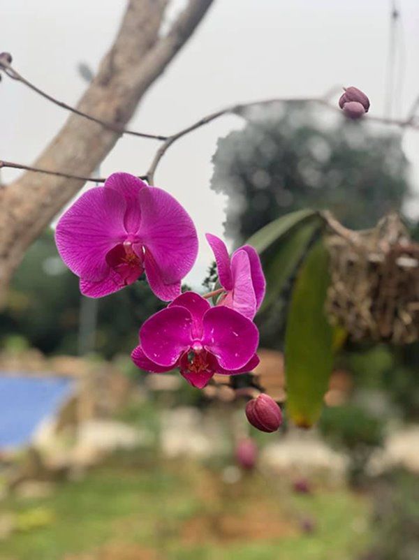 Nhà Celeb: NSƯT Việt Hoàn mua 10.000m2 đất để dựng nhà tranh, trong vườn toàn hoa cỏ - 11