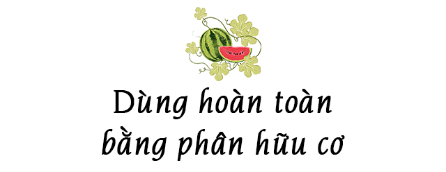 Ông bố Phú Thọ làm vườn sân thượng theo bí quyết riêng, rau quả xanh tốt quanh năm - 13