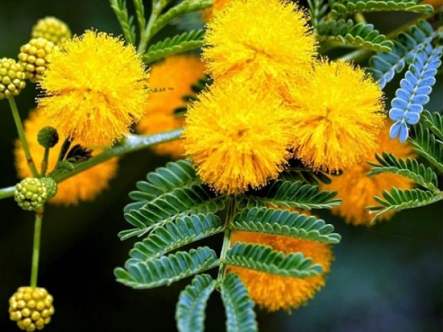 Hoa Mimosa là gì? Ý nghĩa và cách trồng các loại hoa đẹp và độc đáo