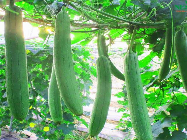 Lá mướp có tác dụng gì đối với sức khỏe?