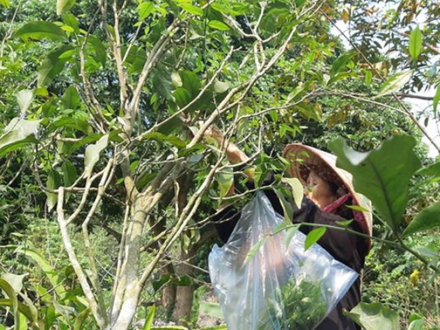Thứ ở Việt Nam chẳng cần chăm, chỉ nhổ cỏ cũng có tiền triệu nhờ thương lái mua sạch