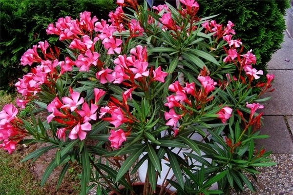 Cây Trúc Đào - Ý nghĩa, cách trồng và chăm sóc cây ra hoa đẹp - 1