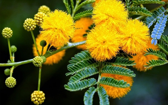 Hoa Mimosa là hoa gì? Ý nghĩa và cách trồng loài hoa đẹp độc lạ - 1
