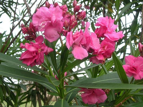 Cây Trúc Đào - Ý nghĩa, cách trồng và chăm sóc cây ra hoa đẹp - 4