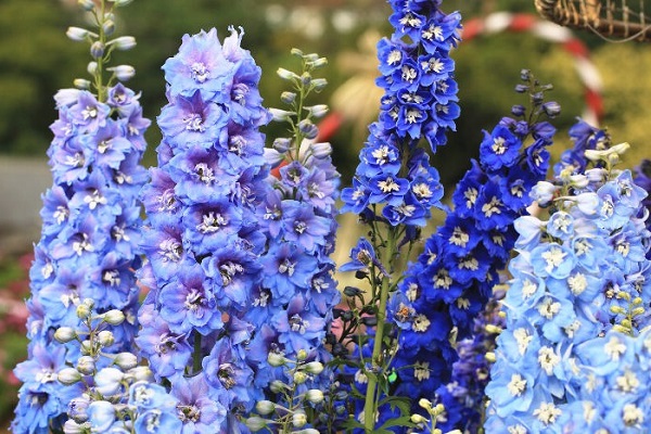 Ý nghĩa hoa Phi Yến - Cách trồng và chăm sóc loài hoa đẹp đẽ của tháng 7 - 1