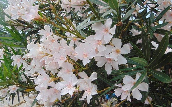 Cây Trúc Đào - Ý nghĩa, cách trồng và chăm sóc cây ra hoa đẹp - 3
