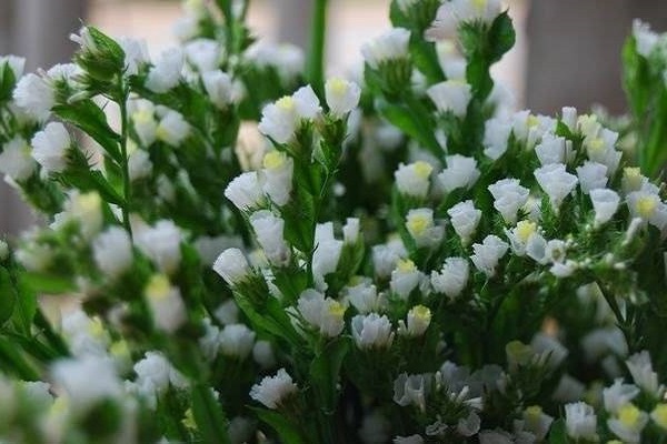 Hoa Salem - Đặc điểm, nguồn gốc, ý nghĩa và cách trồng - 3