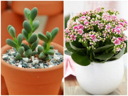 Nhà đẹp - Những loại cây, hoa cả tuần không cần tưới nước, trồng chơi cũng đảm bảo ra hoa