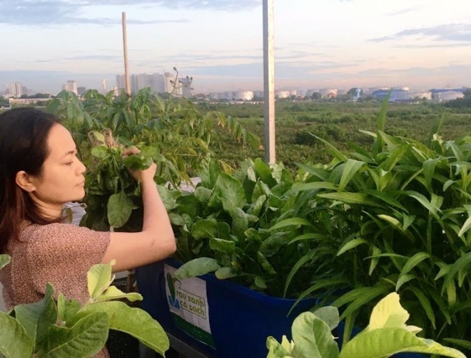 Thầy giáo Sài Gòn trồng rau, nuôi cá trên sân thượng 10m2, vốn 20 triệu giờ ăn không hết - 5