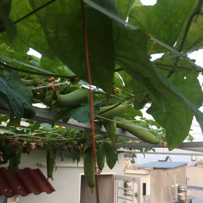 Thầy giáo Sài Gòn trồng rau, nuôi cá trên sân thượng 10m2, vốn 20 triệu giờ ăn không hết - 9