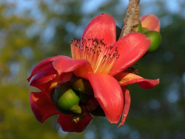 Hoa Mộc Miên - Đặc điểm, ý nghĩa, công dụng và cách trồng