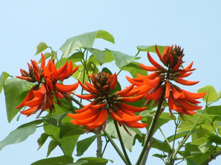 Lá vông có tác dụng gì? Một số bài thuốc và cách sử dụng lá vông - 1