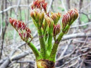 Xem ăn chơi - Từng là "rau cứu đói" của Trung Quốc nay được mệnh danh là “báu vật trên núi” 