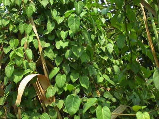 Thứ mọc dại trở thành đặc sản, không phải cứ có tiền là có thể mua về chế biến - 1