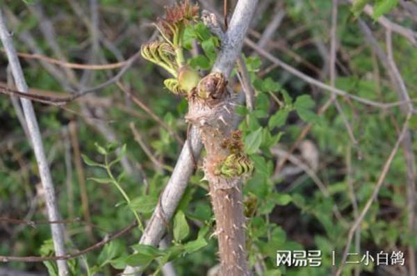 Từng là amp;#34;rau cứu đóiamp;#34; của Trung Quốc nay được mệnh danh là “báu vật trên núi” - 2