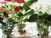 Nhà đẹp - 5 loại cây thủy sinh để bàn hợp "phong thủy" được nhiều chị em yêu thích