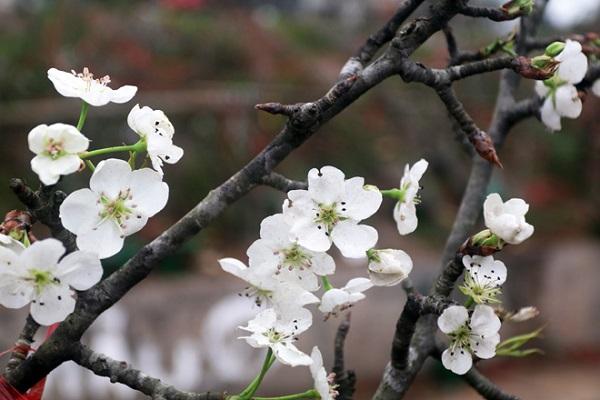 Hoa Lê trắng - Đặc điểm, ý nghĩa và cách trồng loài hoa của Tây Bắc - 1