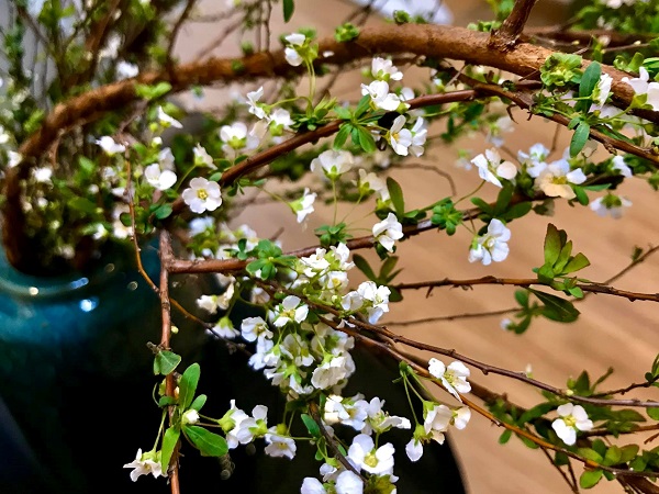Hoa Tuyết Mai - Nguồn gốc, đặc điểm, ý nghĩa, cách chăm sóc hoa bền lâu - 3