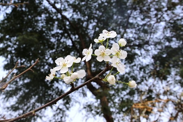 Hoa Lê trắng - Đặc điểm, ý nghĩa và cách trồng loài hoa của Tây Bắc - 4