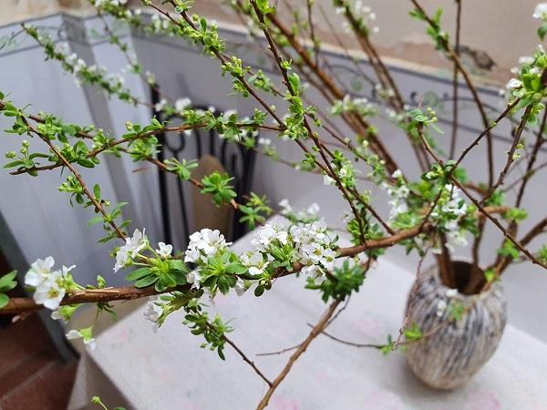 Hoa Tuyết Mai - Nguồn gốc, đặc điểm, ý nghĩa, cách chăm sóc hoa bền lâu - 1