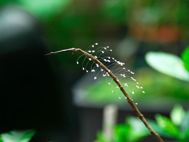 Hoa Ưu Đàm là hoa gì? Đặc điểm, ý nghĩa độc đáo và những sự thật thú vị