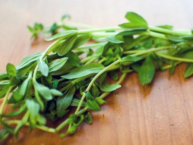 Rau ngổ và tác dụng của rau ngổ đối với sức khỏe con người