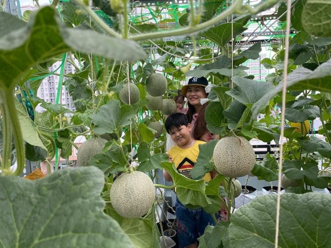 Bầu bí 7 tháng, mẹ Sài Gòn vẫn còng lưng trồng rau sân thượng, thành quả ngoài mong đợi - 10