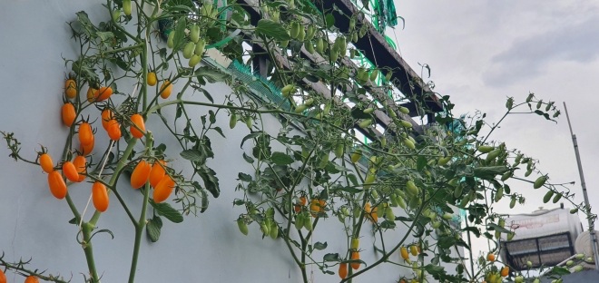 Bầu bí 7 tháng, mẹ Sài Gòn vẫn còng lưng trồng rau sân thượng, thành quả ngoài mong đợi - 14