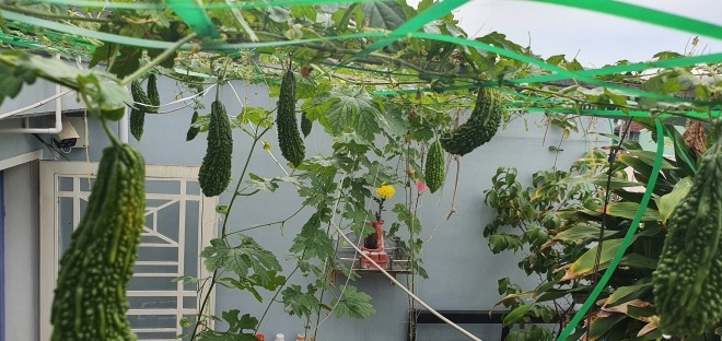 Bầu bí 7 tháng, mẹ Sài Gòn vẫn còng lưng trồng rau sân thượng, thành quả ngoài mong đợi - 16