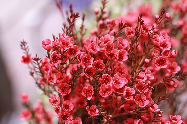 Ý nghĩa, đặc điểm của hoa Thanh Liễu, cách trồng và bố trí để hoa tươi lâu - 6