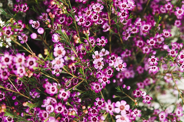 Ý nghĩa hoa Thanh Liễu, đặc điểm, cách trồng và cắm hoa sao cho bền lâu - 3