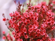 Nhà đẹp mắt - Ý nghĩa hoa Thanh Liễu, điểm lưu ý, cơ hội trồng và cắm hoa sao mang đến bền lâu
