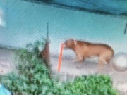 Tin tức - Tin tức 24h: Sở thích nuôi động vật "lạ" của chủ con chó Pitbull cắn chết người trong quán cafe