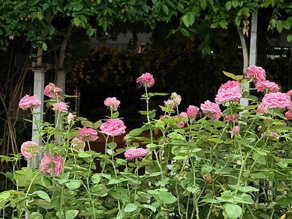 Nhà Celeb: Thân Thúy Hà lên Đà Lạt mua hoa về TP. HCM trồng, cả vườn giờ đỏ rực - 6