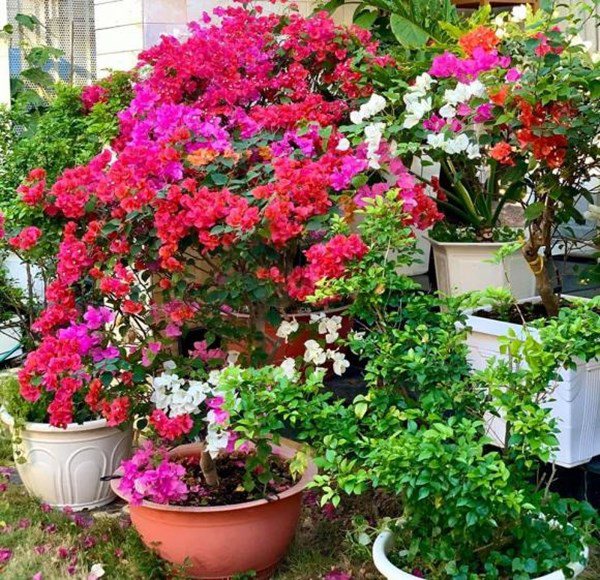 Nhà Celeb: Thân Thúy Hà lên Đà Lạt mua hoa về TP. HCM trồng, cả vườn giờ đỏ rực - 10