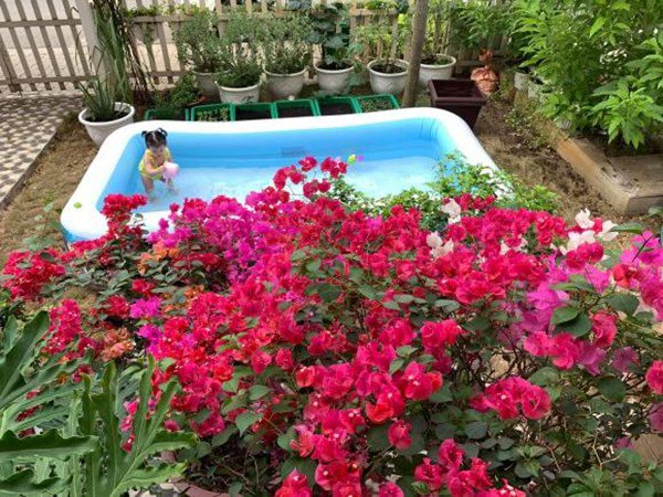 Nhà Celeb: Thân Thúy Hà lên Đà Lạt mua hoa về TP. HCM trồng, cả vườn giờ đỏ rực - 9