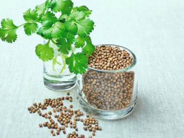 Tác dụng của rau mùi là gì? Uống nước rau mùi có lợi không?