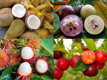 6 loại quả đặc sản miền Tây, mua về làm quà người nào người nấy đều khen ngon