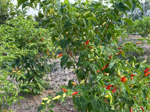 Nhà Celeb: Minh Luân về quê cải tạo vườn 2.000 m2, giờ bắt đầu ra quả xum xuê - 7