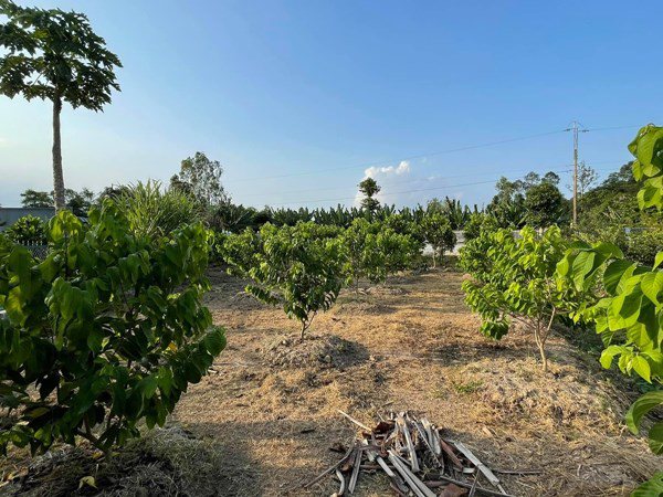 Nhà Celeb: Minh Luân về quê cải tạo vườn 2.000 m2, giờ bắt đầu ra quả xum xuê - 8