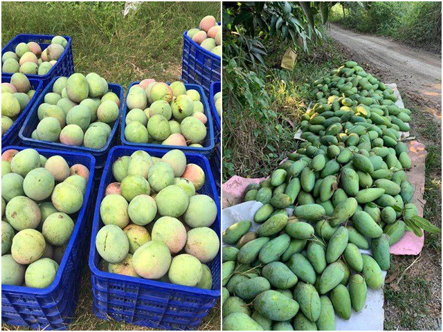 Xoài rớt giá thê thảm, chỉ còn 2.000 đồng/kg, nông dân bất lực chờ thương lái đến mua