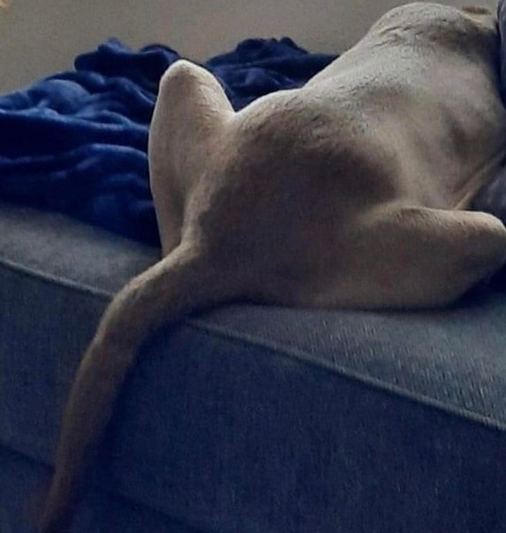 18 khoảnh khắc thú vị não bộ của bạn bị đôi mắt amp;#34;đánh lừaamp;#34; - 3